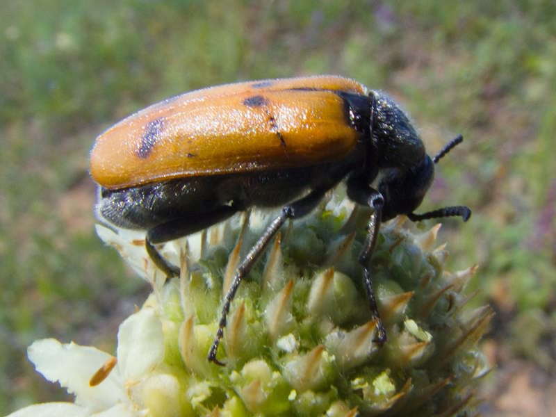Lydus trimaculatus (Fabricius, 1775)